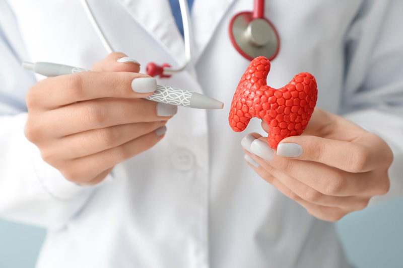 The Functions Of The Thyroid Gland